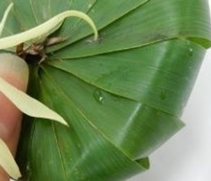A spongy home for this octopus orchid