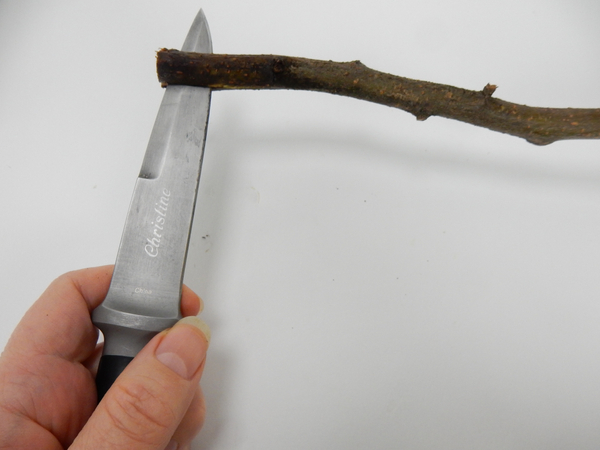 Split the twig at the bottom end. Split the twig at the bottom end.