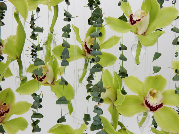 Green Cymbidiums and Eucalyptus suspended design