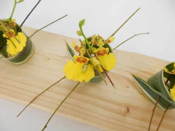 Oncidium orchids in a skewered rolled leaf