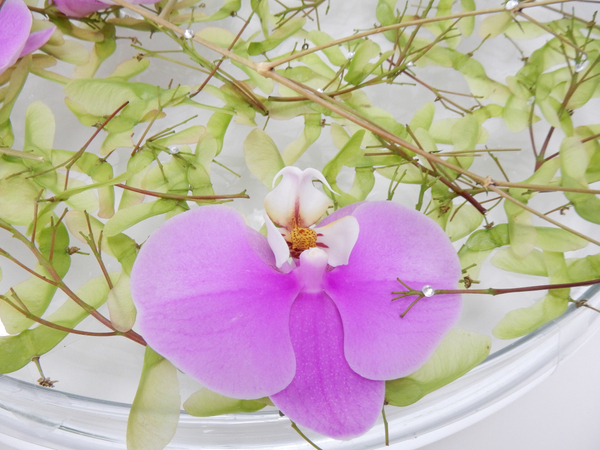 Phalaenopsis orchid and crystals Phalaenopsis orchid and crystals