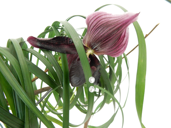 Burgundy Slipper orchid