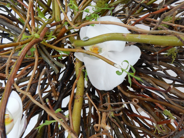 Phalaenopsis orchid and willow twigs sparkler