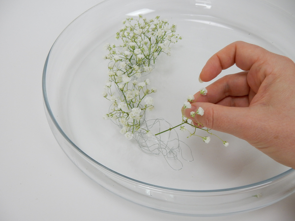 Place the Baby’s breath stems so that it rests in water Place the Baby’s breath stems so that it rests in water