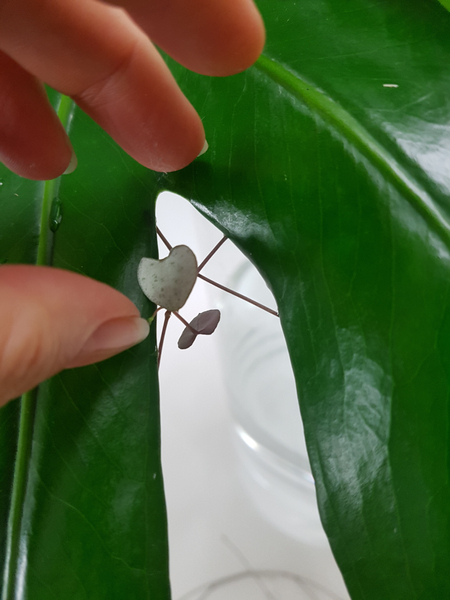 Glue each section to the very edge of the leaf to cross over in the middle