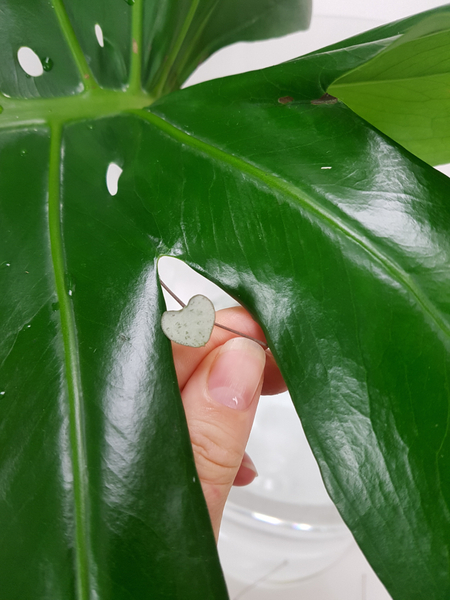 Glue short sections of rosary vine into the natural gaps in the Monstera deliciosa leaf