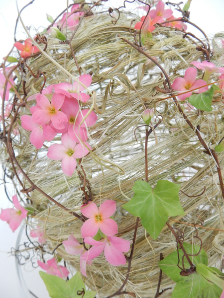 Ivy and flax and kalanchoe