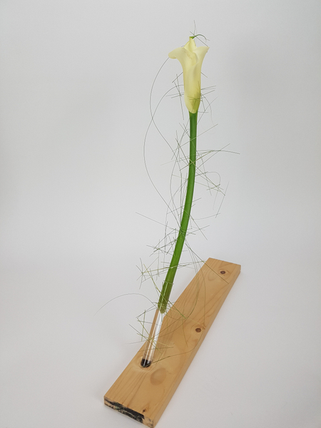 Minimal Arum lily design