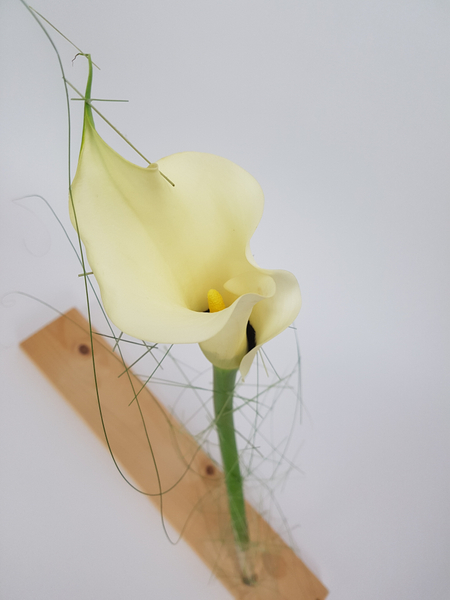 Zantedeschia