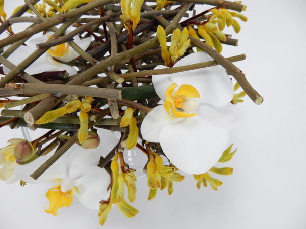 Phalaenopsis orchids and kangeroo paw twig. Phalaenopsis orchids and kangeroo paw twig.