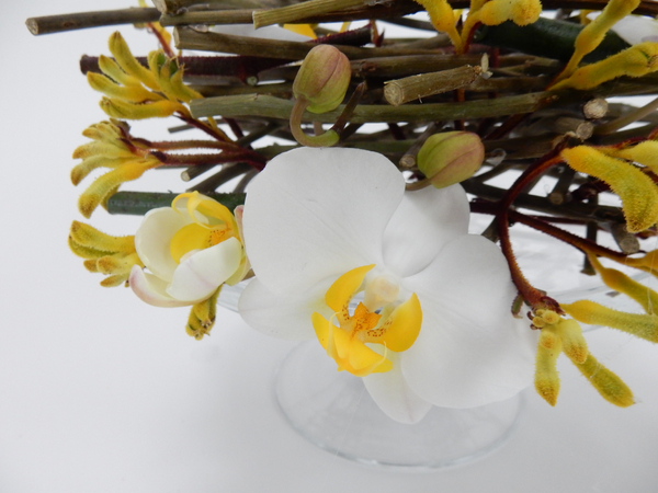 Phalaenopsis orchids