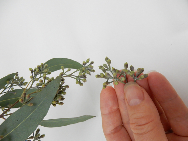 Cut some seeded Eucalyptus