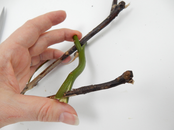 Slip the split ends over the forked twigs to keep it open
