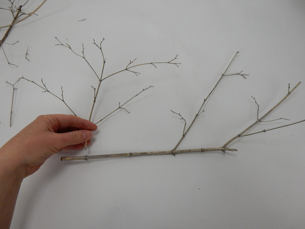 Place a delicate twig on a flat working surface