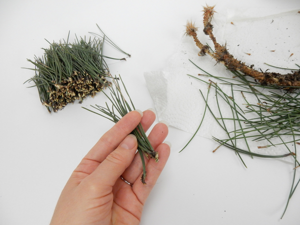 Break the pine needles from the stem