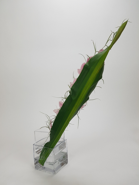 Cordyline armature