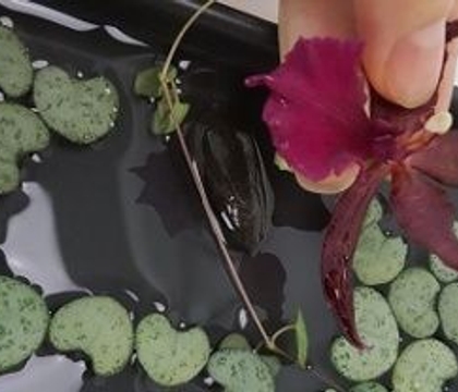 Flowering Between a Rock and a Hard place