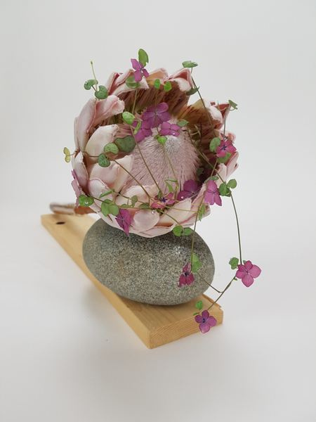 Protea floral art design