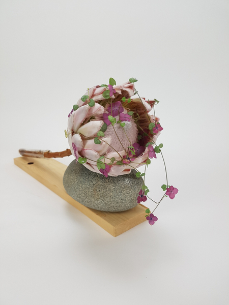 Protea flower head