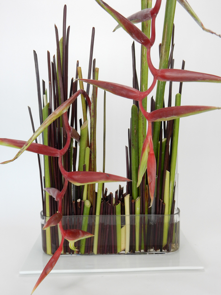 Red lipstick hanging heliconia