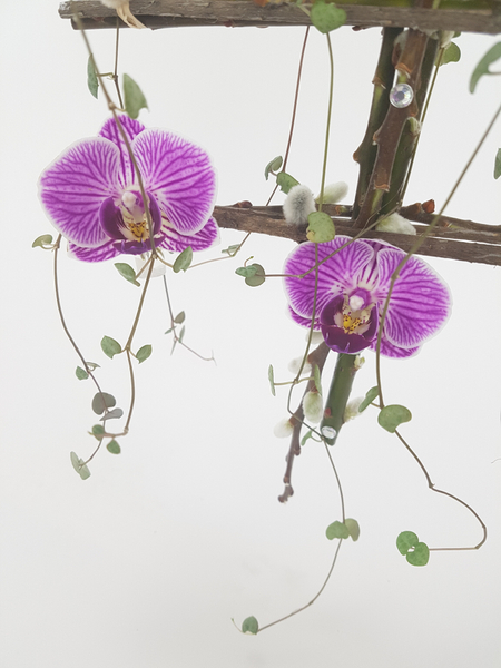 Phalaenopsis, rosary vine and pussy willow hanging flower arrangement