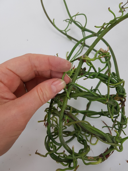 Secure the wreaths with stem tendrils from the vine.