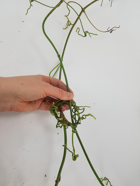 Weave the tendrils around both wreaths to secure the vines into place.