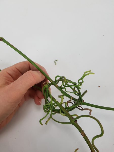Weave this vine stem tendril around the wreath to secure it