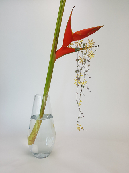 A single Heliconia stem