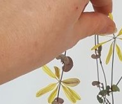 In Summer!