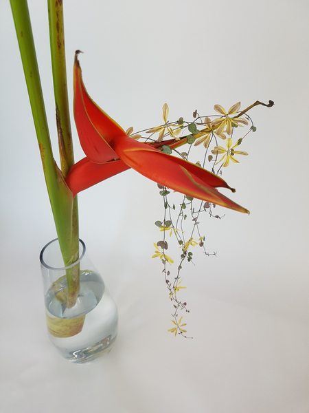 Heliconia, Ceropegia woodii vine and Chrysanthemum