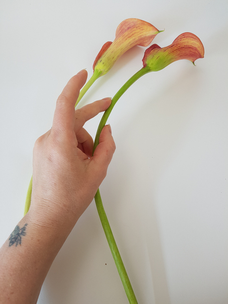 Soft stems like the Arum lilies can be massaged to curve.