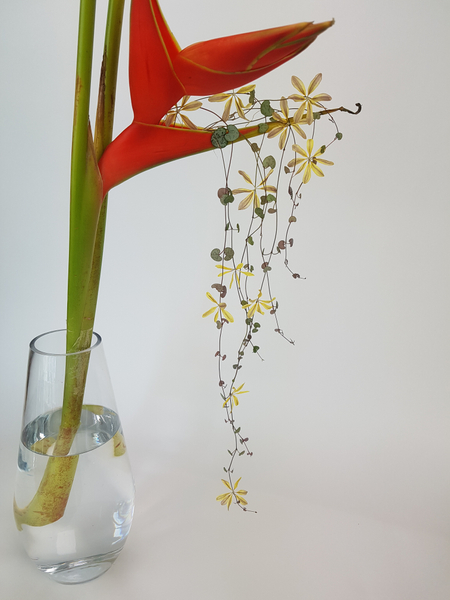 Trailing Ceropegia woodii flower arrangement