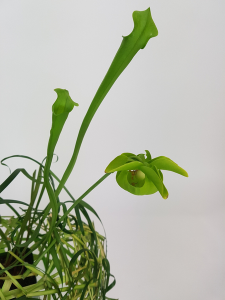 Carnivorous plant flower in the design