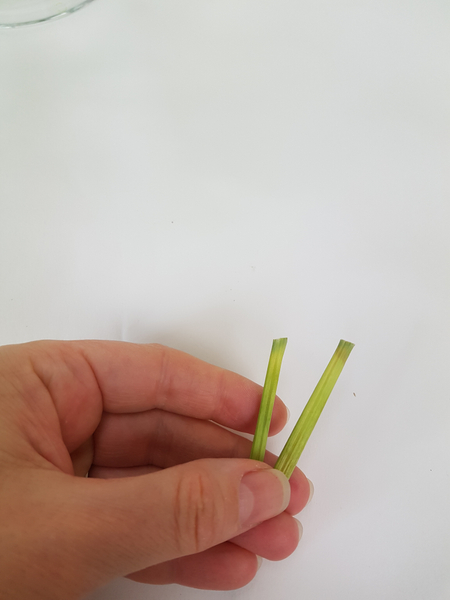 Cut lily grass snippets.