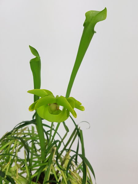 Pitcher plant and lily grass design