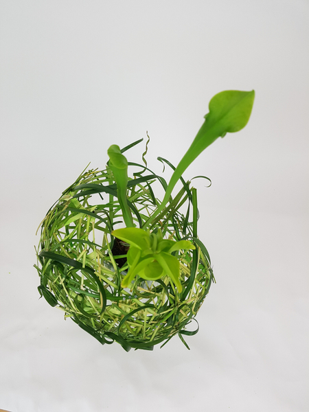 Pitcher plant and lily grass floral design