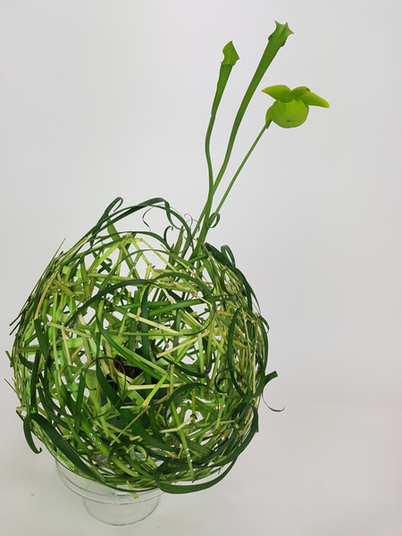 Pitcher plant flower arrangement