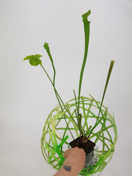 Set the plant in the cane globe