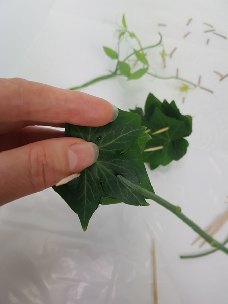 Hold the leaf stack firmly and remove the bamboo skewer. You should be able to see right through the stack of leaves. Hold the leaf stack firmly and remove the bamboo skewer. You should be able to see right through the stack of leaves.