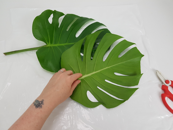 Match up two Monstera leaves that are similar in size and shape Match up two Monstera leaves that are similar in size and shape