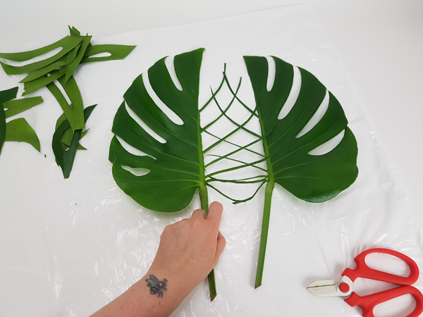 Monstera leaves ready to design with.