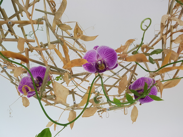 Dried sweet pea vine armature