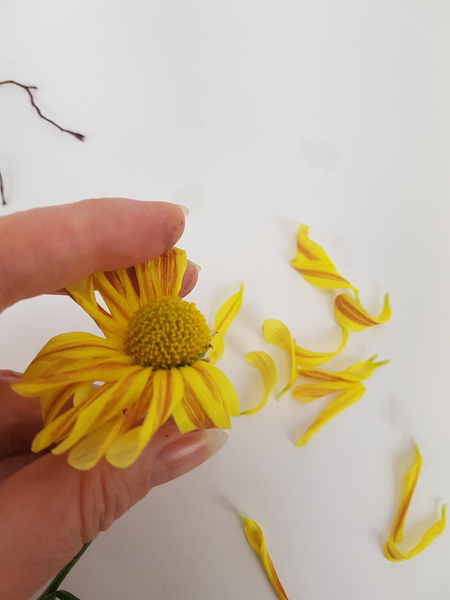 Pick the petals from a chrysanthemum