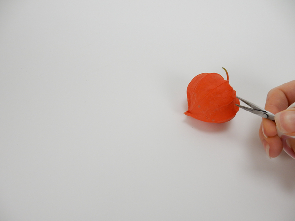 Snip open a Physalis pod with sharp scissors