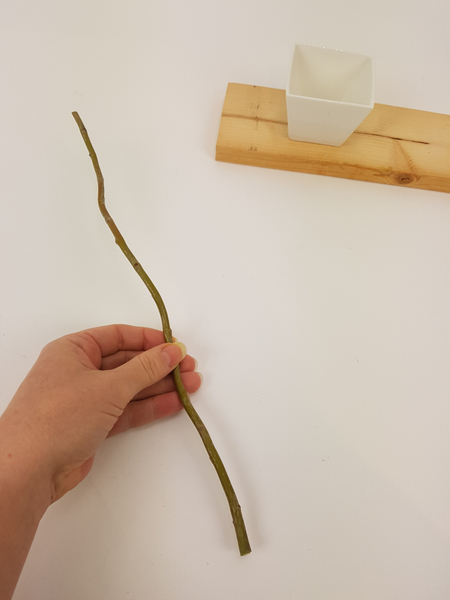 Cut a fresh willow twig