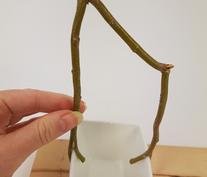 Create a break in a willow twig to support a flower stem