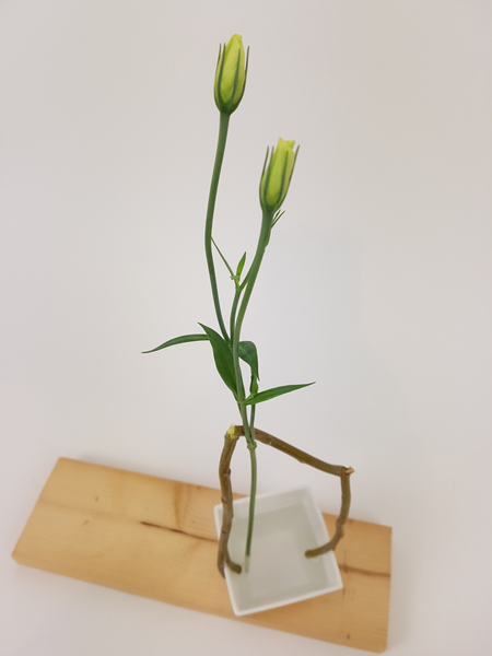 Lisianthus buds in an upright floral design
