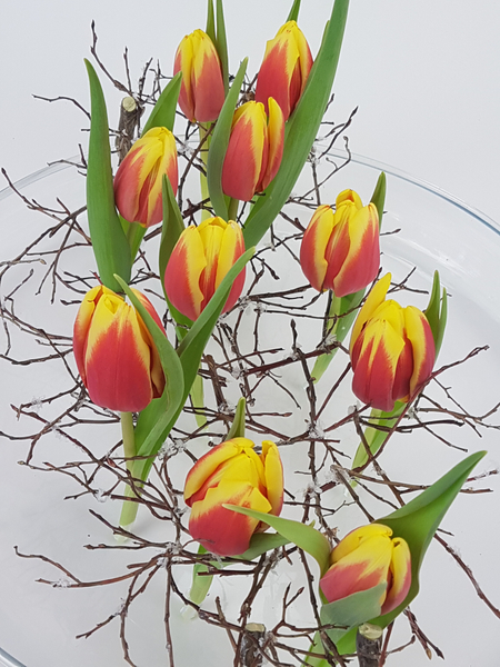 Upright tulips