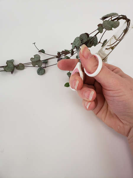 Cut some hearts from a Ceropegia Woodii vine